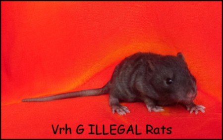 Ghost ILLEGAL Rats (G9)